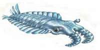  anomalocaris