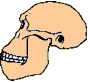 australopitheque