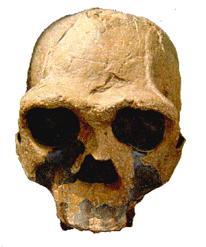 Crâne de Homo Ergaster