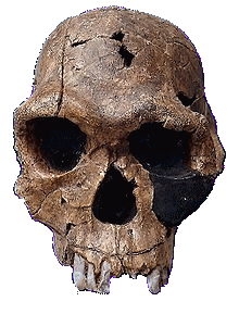 crane homo habilis