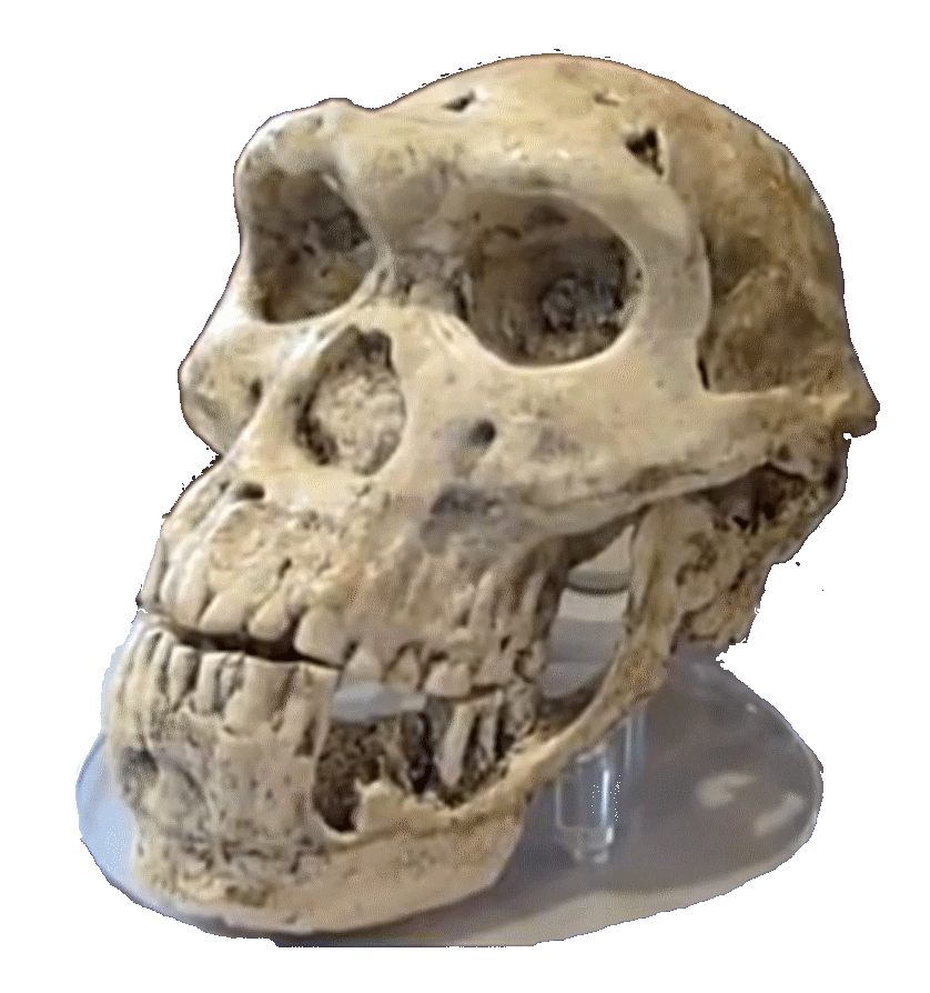 Crâne de profil