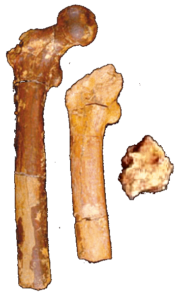 Fémur