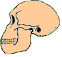 crane d'homo habilis