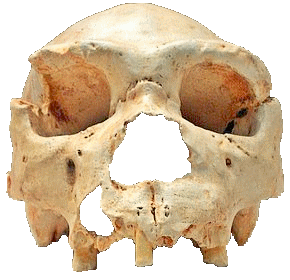 crâne de Homo Heidelbergensis à Atapuerca 