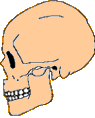 crane d'homo sapiens