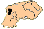 toumai