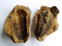  trilobite